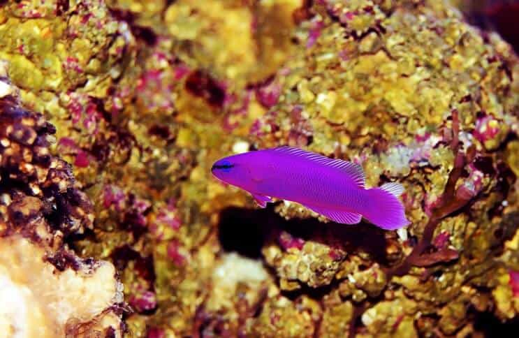 Orhidejas Dottyback zivis