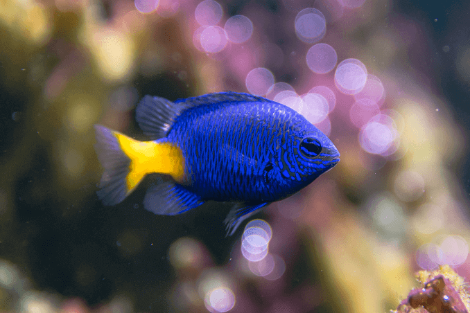 Dzeltens astes damselfish