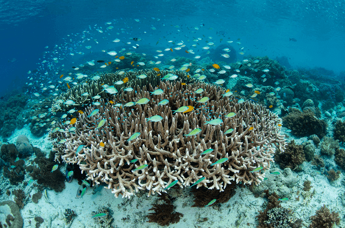 Damselfish skola