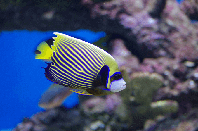 Pieaugušais imperators Angelfish