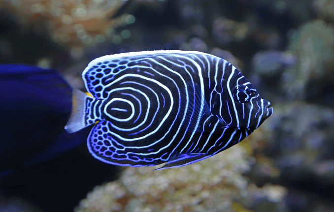 Nepilngadīgais imperators Angelfish