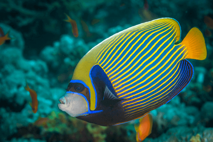 Imperators Angelfish Trīs