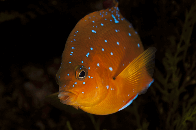 Nepilngadīgais Garibaldi