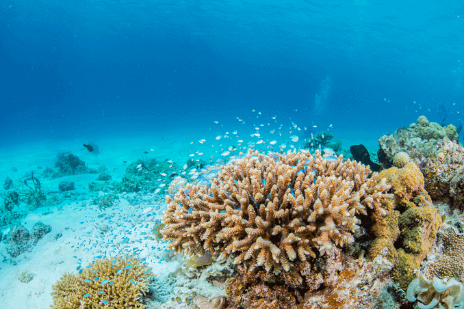 Zaļais Chromis Schoal