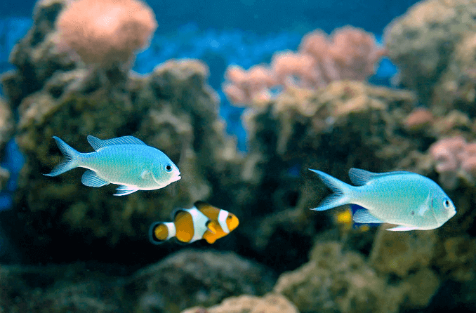 Green Chromis saderība