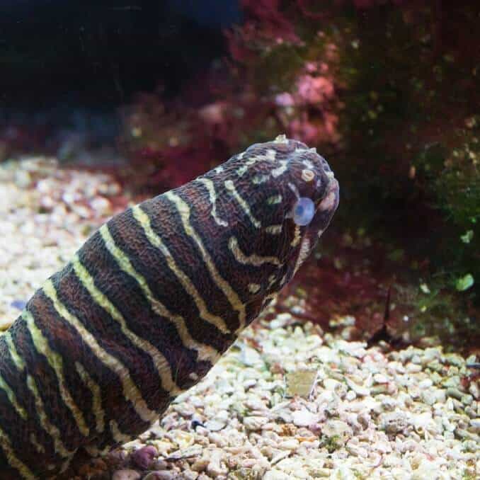 Zebra Moray Zutis