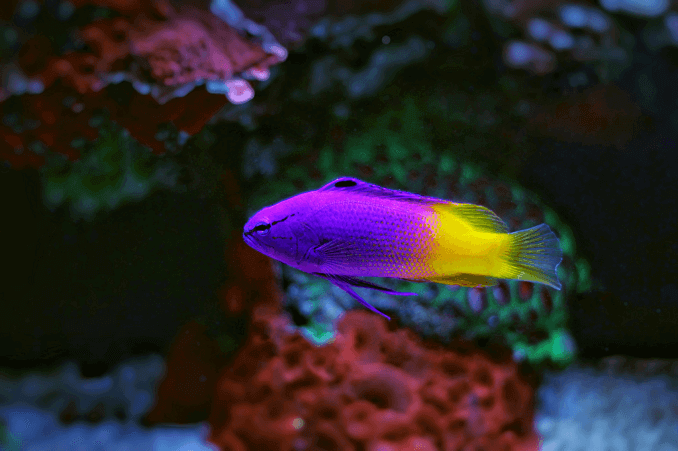 Royal Gramma Sieviete