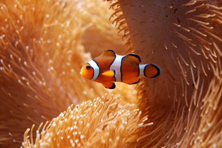 Klaunu zivs ar Anemone