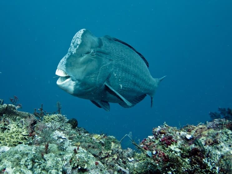Humphead papagaiļa