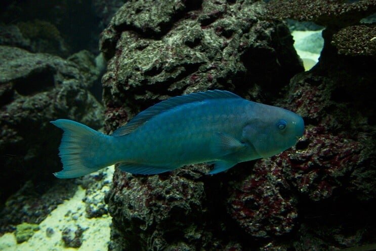 Zilā papagailis