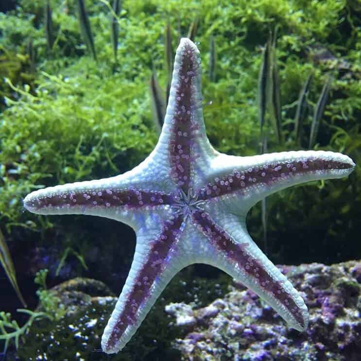 Starfish cauruļu kājas